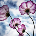 cosmos flowers
