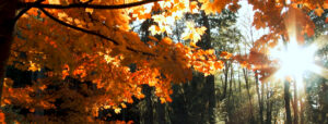 fall image of trees and sun