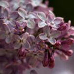 flowers-lilac