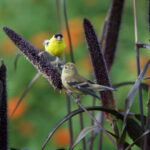 colorful-birds