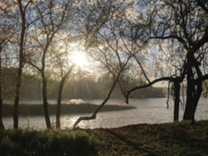 nature scene