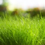 fresh-grass-background-presentations-1024×768