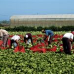 Picking Lettuce