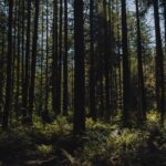 thomas-lardeau-we4rRM6w3sg-unsplash