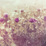 field of purple flowers at dawn