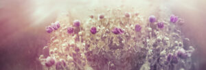 meadow of purple flowers at dawn